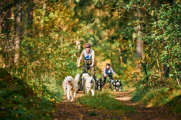 Svetly, obwód kaliningradzki, rosja – 2 października 2021 – sporty gokartowe, energiczne psy rasy syberyjski husky biegające i ciągnące wózki ze stojącymi ludźmi w jesiennym lesie. zawody w mushingu na suchym lądzie