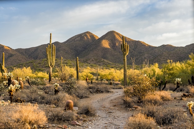 Światło poranka na pustyni Sonora w Scottsdale w Arizonie