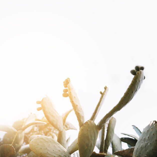 Światło słoneczne nad liśćmi zielony kaktus opuncja
