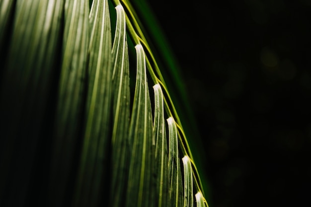 Bezpłatne zdjęcie Światło słoneczne spada na zielonym palmowym liściu