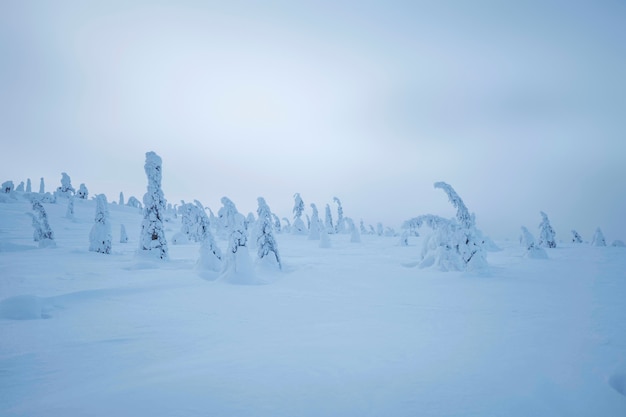 Świerki pokryte śniegiem w Parku Narodowym Riisitunturi, Finlandia