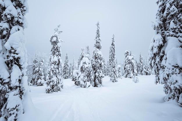 Świerki pokryte śniegiem w Parku Narodowym Riisitunturi w Finlandii