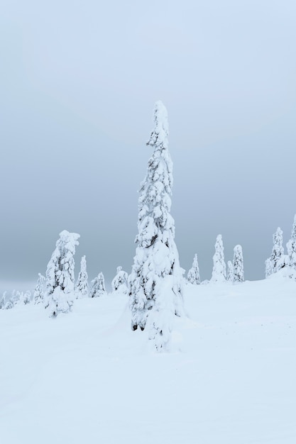 Świerki pokryte śniegiem w Parku Narodowym Riisitunturi w Finlandii