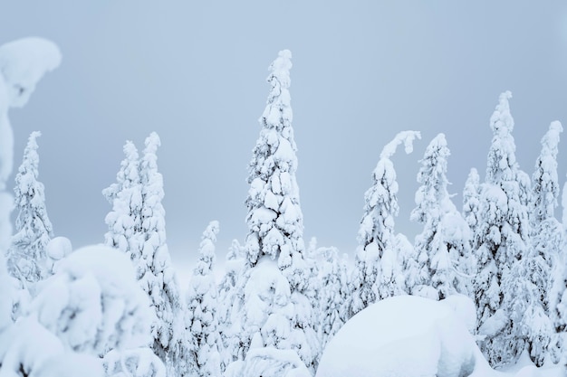 Świerki pokryte śniegiem w Parku Narodowym Riisitunturi w Finlandii