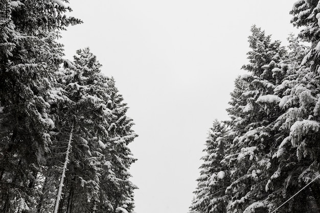 Świerkowe drzewa w śniegu