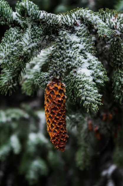 Świerkowy stożek zwisający z śnieżnej gałęzi