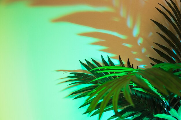 Świeże tropikalne zielone liście z cieniem na kolorowym tle