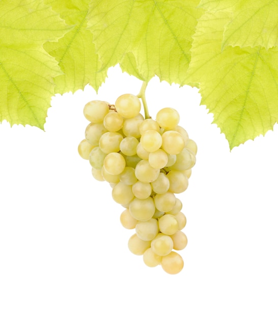 Świeże zielone winogrona z liśćmi na białym tle