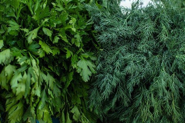 Świeże zioła: koperek i pietruszka. zielona trawa. sprzedawany na rynku koperek i pietruszka.