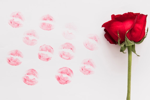 Bezpłatne zdjęcie Świeżego kwiatu i pomadki buziak na papierze