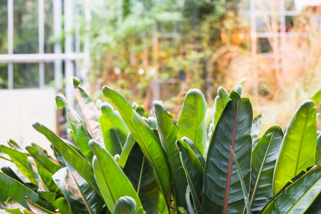 Świezi zieleń liście w ogródzie botanicznym