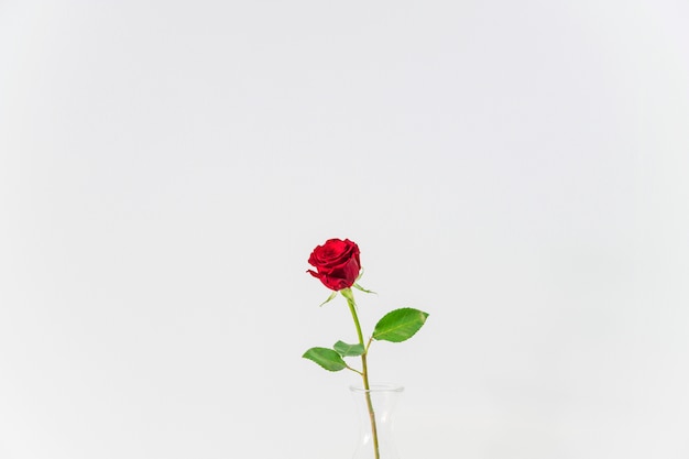 Świeży czerwony kwiat w wazie