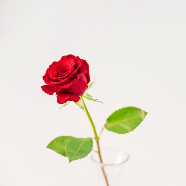 Świeży czerwony kwiat w wazie