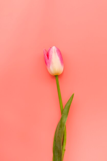 Świeży, delikatny różowy i biały tulipan