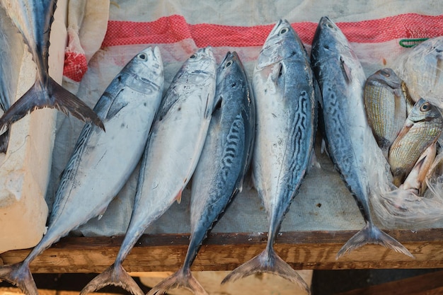 Bezpłatne zdjęcie Świeży tuńczyk jest sprzedawany na ladzie rybnej na molo surowe świeżo złowione ryby na ladzie rybnej dieta śródziemnomorska selektywne skupienie