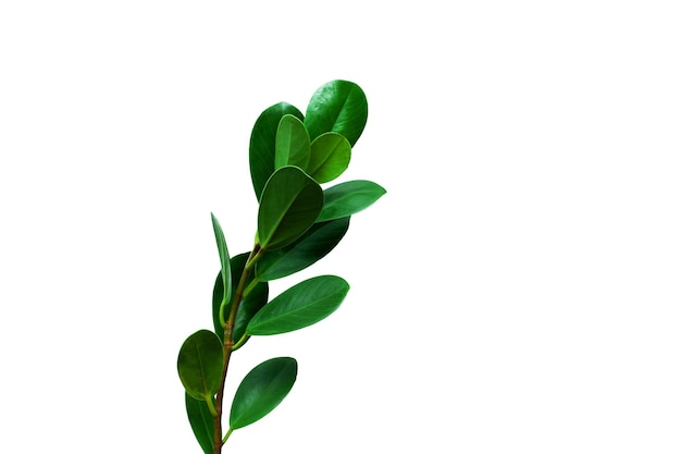 Świeży zielony liść na białym tle