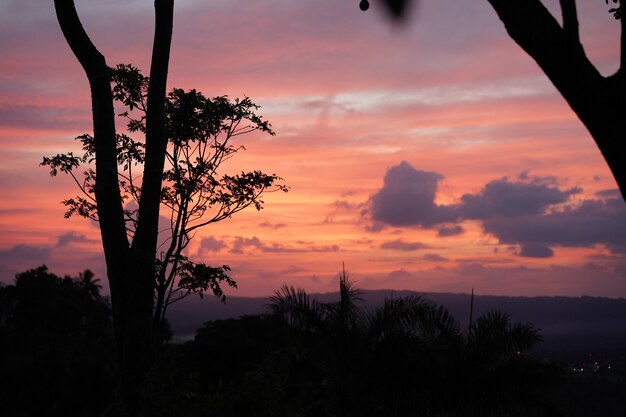 Sylwetka drzew i roślin o zachodzie słońca z widokiem na Republikę Dominikańską