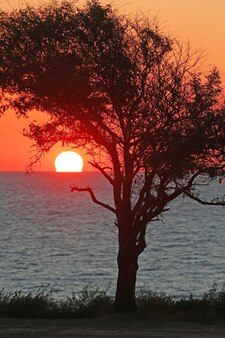 Sylwetka drzewa i odbicie światła wschodzącego słońca w oknach domów o świcie morza. niezwykły widok zwykłych rzeczy