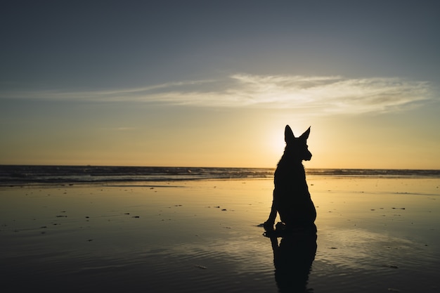 Sylwetka dużego psa siedzącego na wybrzeżu i zachód słońca nad morzem