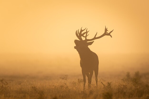 Sylwetka jelenia z rogami podczas pomarańczowego zachodu słońca