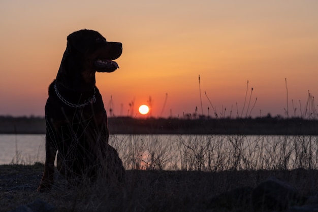 Sylwetka Psa Rasy Rottweiler, Który Siedzi Na Brzegu Jeziora I Słucha Dźwięków Na Tle Zachodu Słońca Premium Zdjęcia