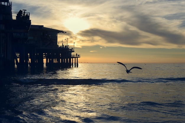 Sylwetka ptaka lecącego nad pięknym morzem w pobliżu drewnianego doku podczas zachodu słońca