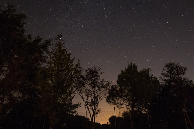 Sylwetki drzew pod rozgwieżdżonym niebem w nocy