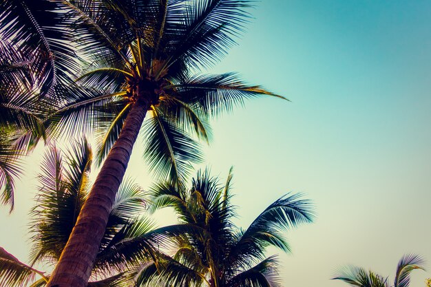 Sylwetki drzewko palmowe z zmierzchem