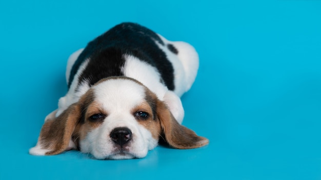 Sypialny beagle psa szczeniak na błękitnym tle