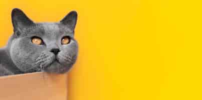Bezpłatne zdjęcie szara kotka z monochromatyczną ścianą za nią