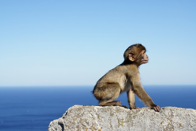 Szara małpa siedzi na kamiennej ścianie nad morzem w Gibraltarze
