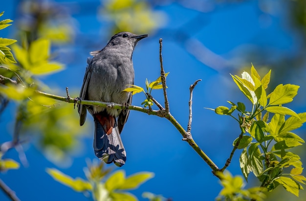 Bezpłatne zdjęcie szary catbird, dumetella carolinensis