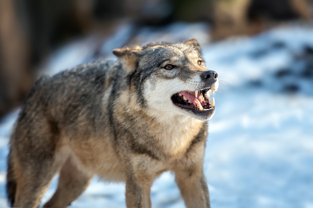 Szary Wilk Canis lupus stojący w zimie