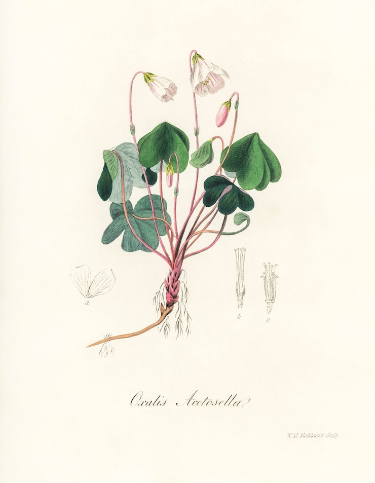 Bezpłatny plik Zdjęcie szczaw drewna (oxalis acetosella) ilustracja z botaniki medycznej (1836)