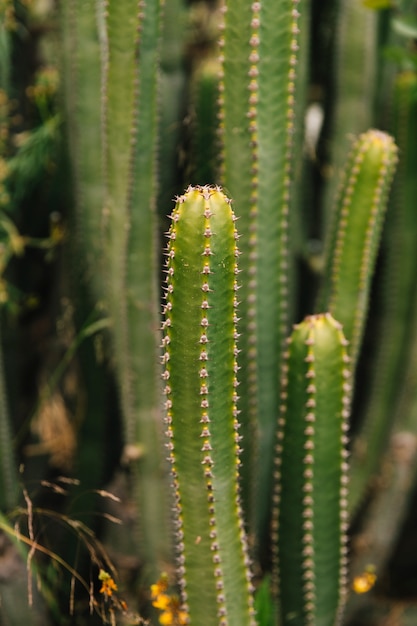 Szczegół zielony kaktus w pustyni