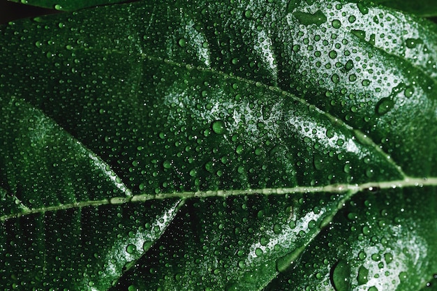 Bezpłatne zdjęcie szczegół zielony liść