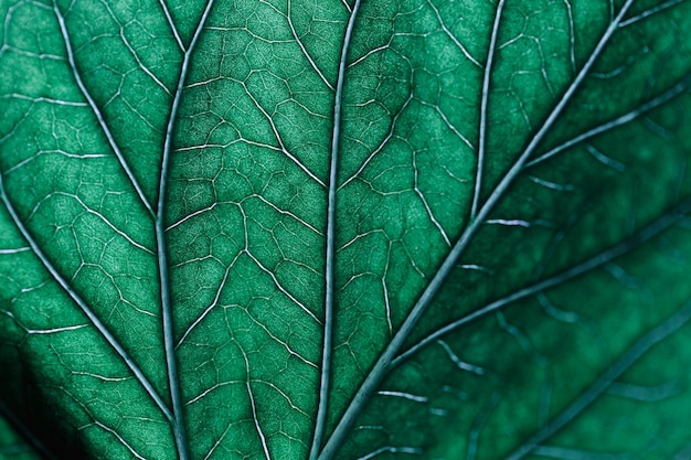 Bezpłatne zdjęcie szczegół zielony liść