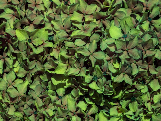 Szczegółowo kolorowe kwiaty tekstury tła
