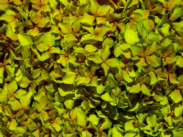 Szczegółowo kolorowe kwiaty tekstury tła
