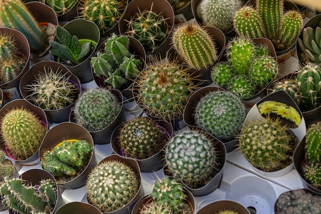 Szczegółowy asortyment kaktusów