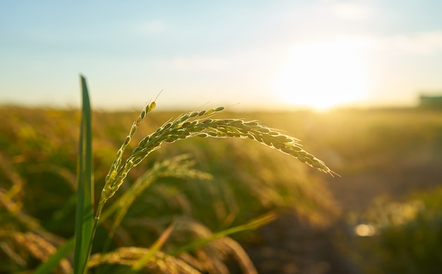 Szczegóły dotyczące uprawy ryżu o zachodzie słońca w Walencji, nieostre plantacje. Ziarna ryżu w nasionach roślin.