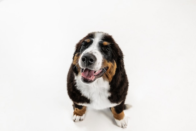 Szczeniak Berner Sennenhund pozowanie