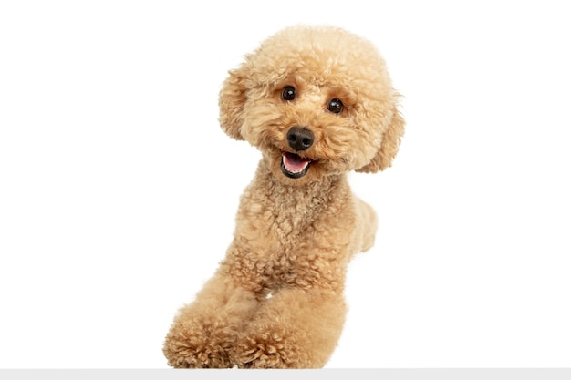 Szczęście. Ładny słodki szczeniak Maltipoo brązowy pies lub zwierzę pozowanie na białym tle na białej ścianie. Koncepcja ruchu, miłość zwierząt, życie zwierząt. Wygląda na szczęśliwą, zabawną. Miejsce na reklamę. Granie, bieganie.