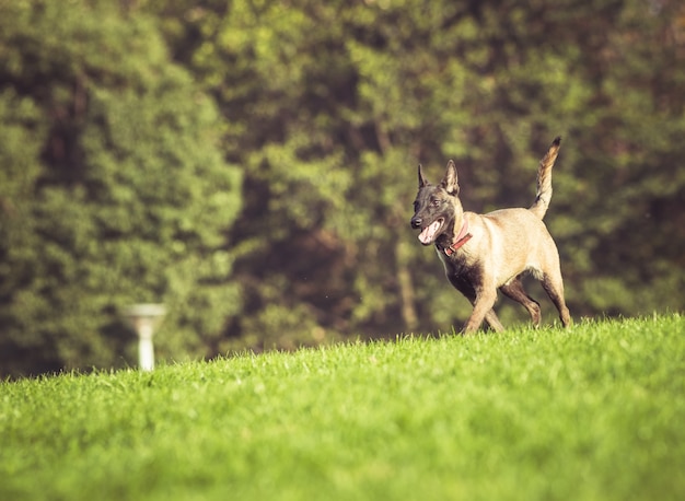 Szczęśliwe psy domowe grają na trawie
