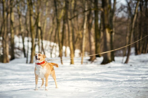 Szczęśliwi Akita-inu psa stojaki na ścieżce w zima parku