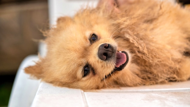 Szczęśliwy leżący pomeranian z mokrym żółtym futrem i otwartymi ustami