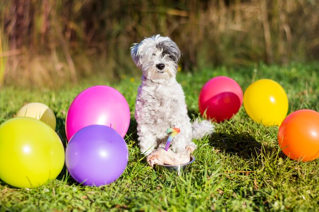 Szczęśliwy pies obchodzi urodziny