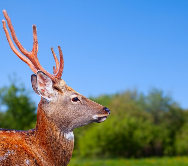 Szef jelenia Sika