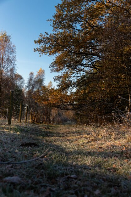 Szeroki kąt strzału lasu pełnego drzew i zieleni pod błękitnym niebem