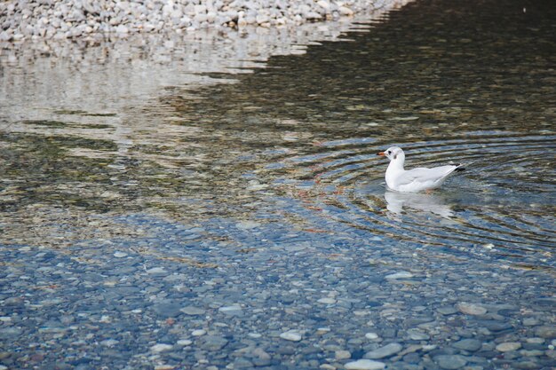 Szeroki kąt ujęcia białego ptaka na wodzie w ciągu dnia